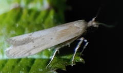 Blastobasis lacticolella