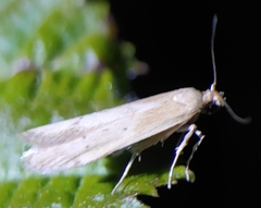 Blastobasis lacticolella