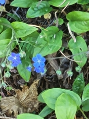 Omphalodes