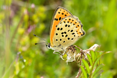 Lycaena bleusei
