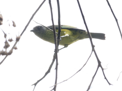 Stilpnia cyanoptera