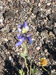 Lupinus havardii