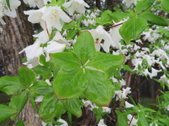 Rhododendron quinquefolium