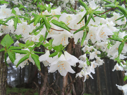 Image of Rhododendron quinquefolium by (c) Marco Mussita, some rights reserved (CC BY)