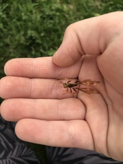Megarhyssa macrurus icterosticta