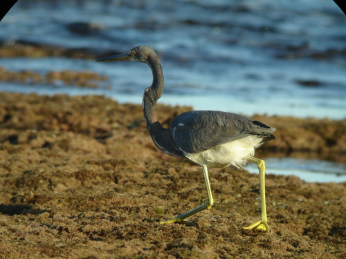 Tricolored Heron (Egretta tricolor), a species recorded in Delaware