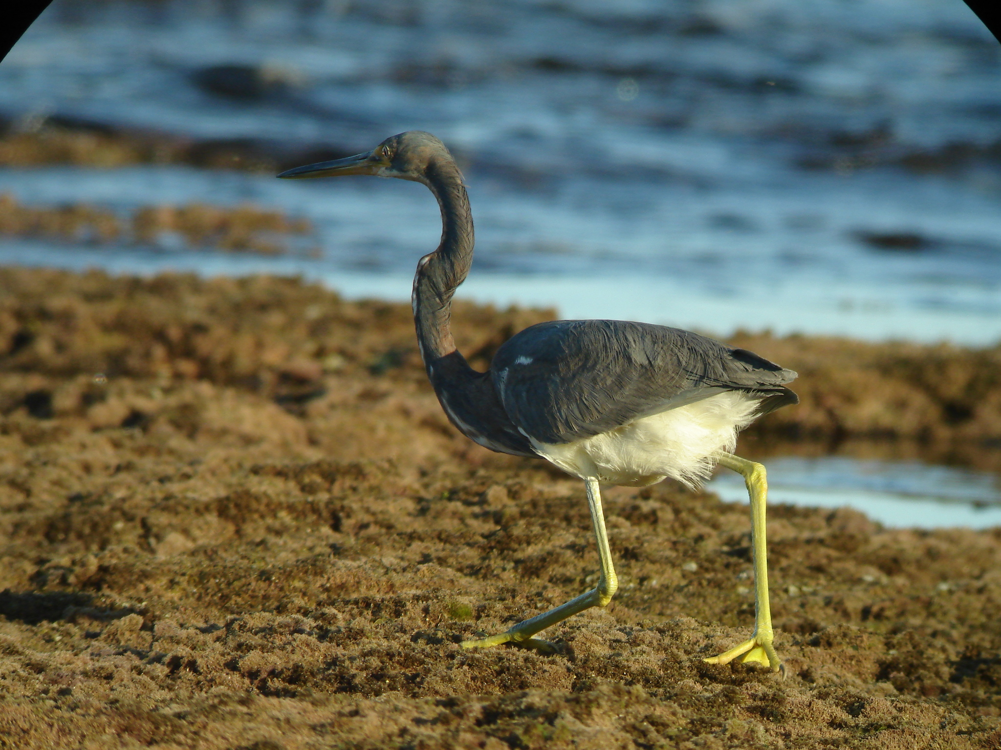 Tricoloured Heron illustration