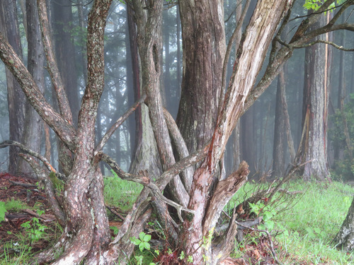 Rhododendron quinquefolium, photograph 4