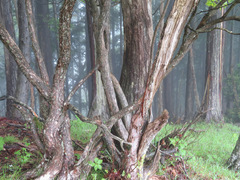 Rhododendron quinquefolium