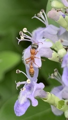 Pseudomyrmex gracilis