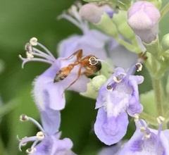 Pseudomyrmex gracilis