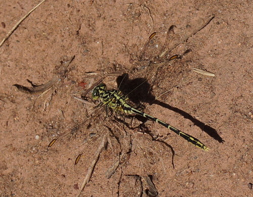 Yellow-striped Hunter