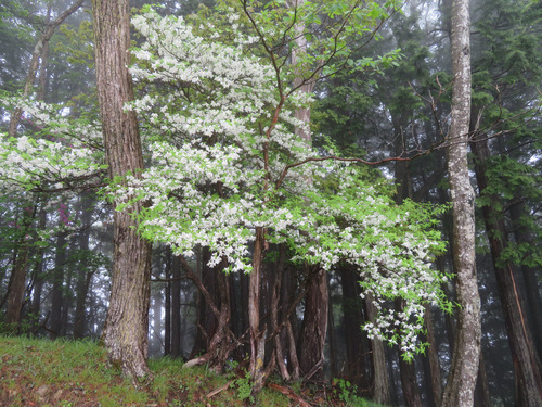 Rhododendron quinquefolium, photograph 1