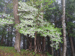 Rhododendron quinquefolium