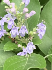 Pseudomyrmex gracilis