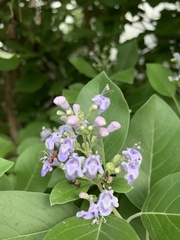 Pseudomyrmex gracilis