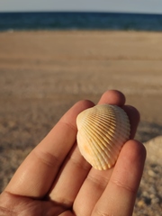 Anadara kagoshimensis