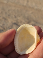 Anadara kagoshimensis