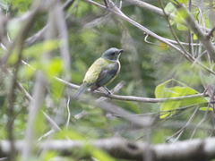 Stilpnia cyanoptera