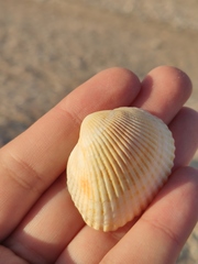 Anadara kagoshimensis