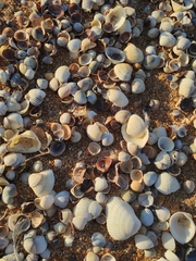 Anadara kagoshimensis