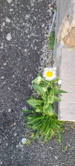 Erigeron philadelphicus