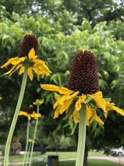 Rudbeckia maxima