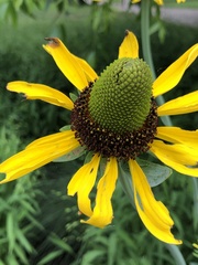 Rudbeckia maxima