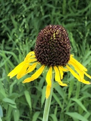 Rudbeckia maxima