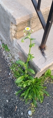 Erigeron philadelphicus