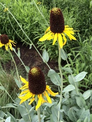 Rudbeckia maxima