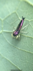 Tulpius