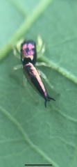 Tulpius