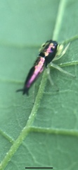 Tulpius