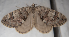 Hydriomena irata