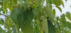 Celtis australis