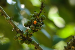 Trichilia havanensis