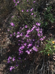 Linanthus californicus