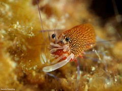 Gnathophyllum elegans