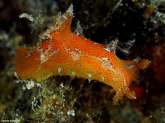Plocamopherus maderae