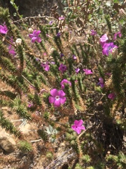 Linanthus californicus