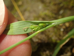 Carex platyphylla