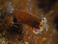 Gnathophyllum elegans