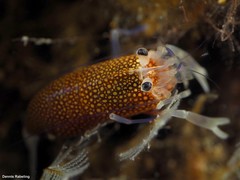 Gnathophyllum elegans