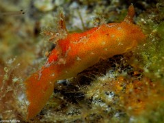 Plocamopherus maderae