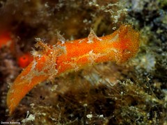 Plocamopherus maderae