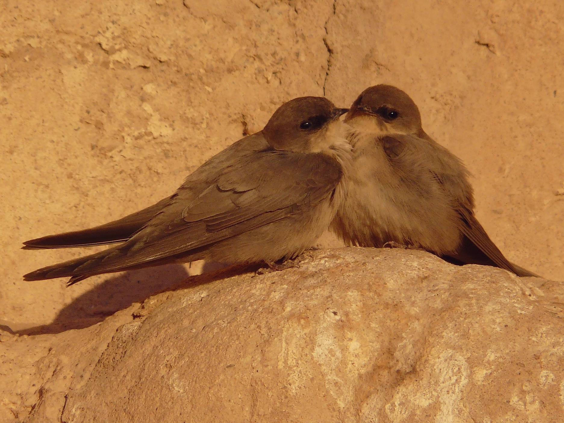 Pale Crag Martin