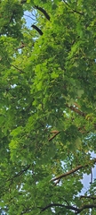 Acer platanoides