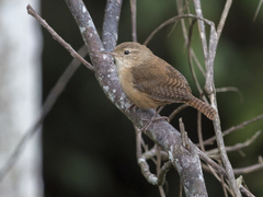 Troglodytes aedon