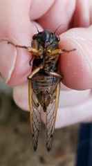 Magicicada septendecula